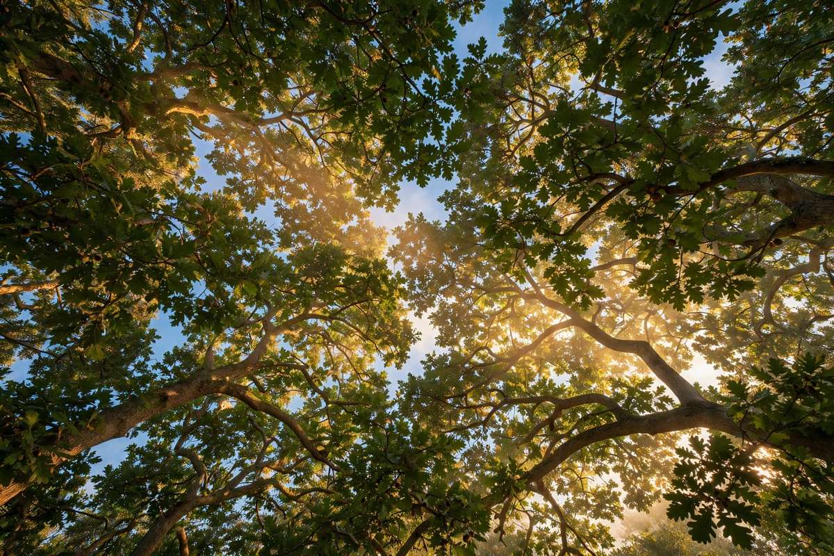 Sunlight through a mature oak canopy