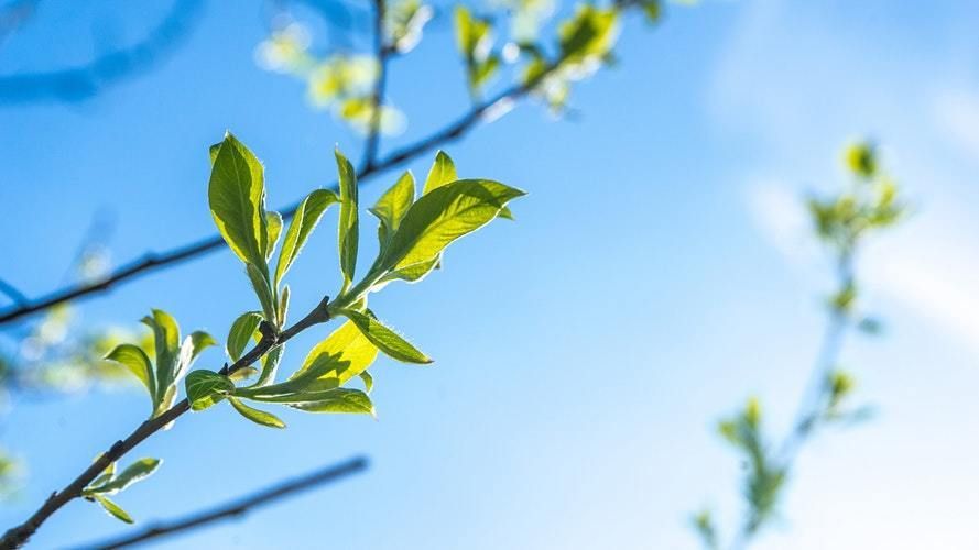 Green tree canopy in sunlight